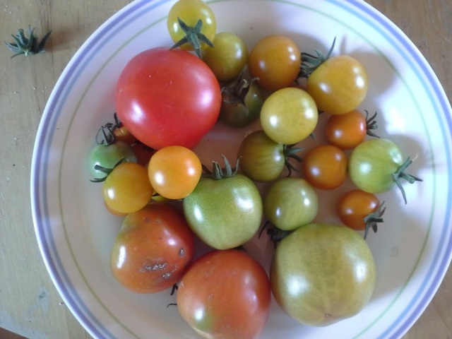 tomatoes 7.2015